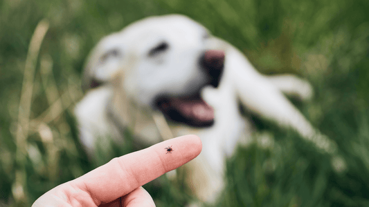 Zecke die auf einem Finger sitzt und im Hintergrund ein Hund, der im Gras liegt