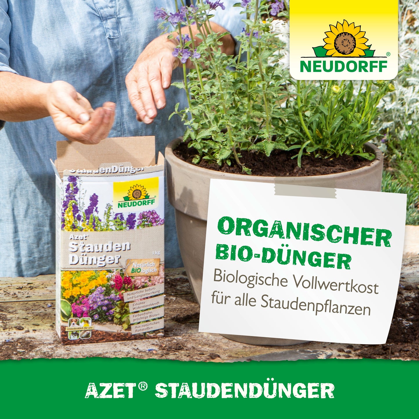 Eine Person streut Neudorff Shop Azet StaudenDünger auf die Erde in einem großen Gartentopf mit blühenden Stauden. Die Produktverpackung und ein Schild, das für organischen Dünger für Stauden wirbt, sind sichtbar.
