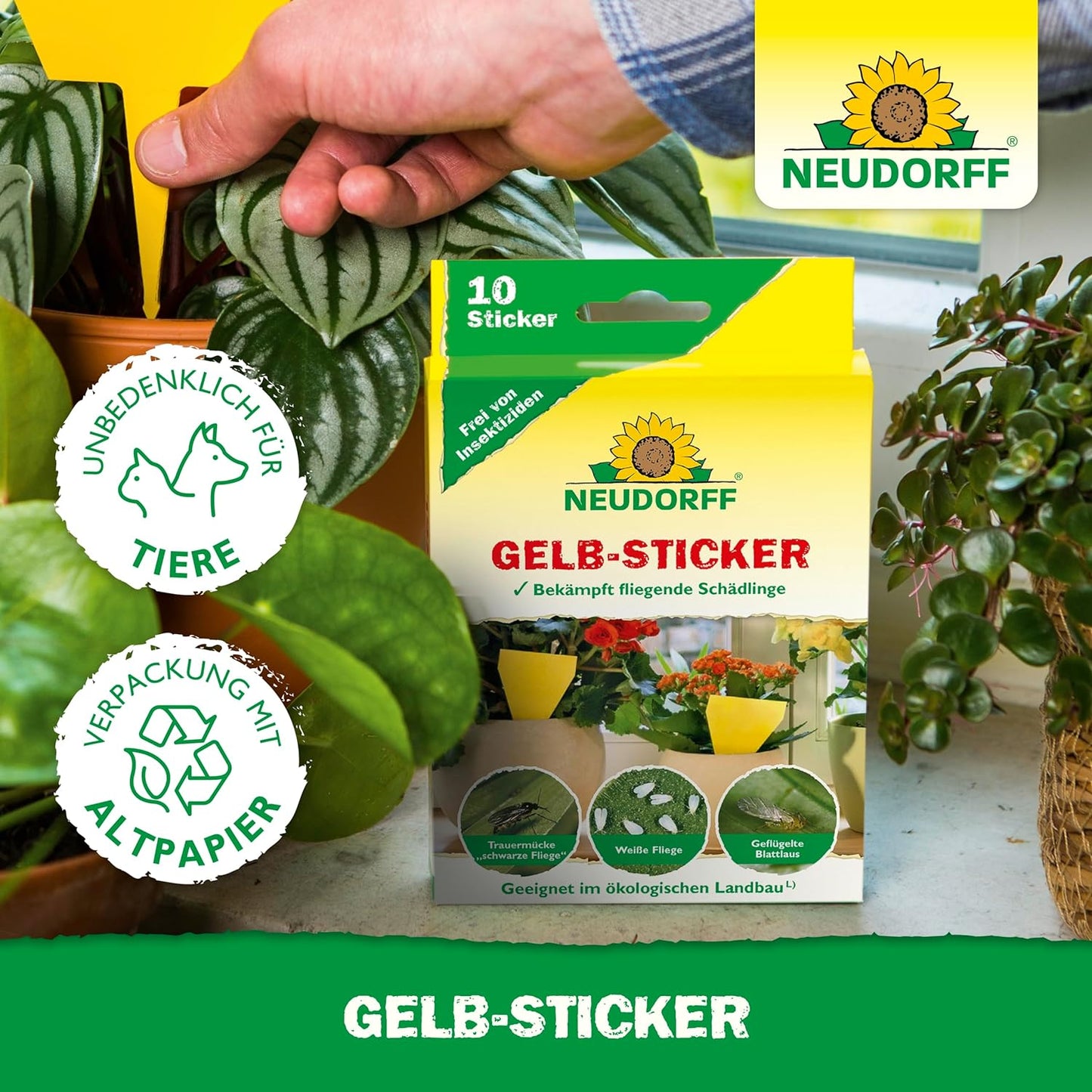 Eine Hand steckt eine gelbe Gelb-Sticker-Klebefalle von Neudorff Shop in die Erde zwischen grünen Zimmerpflanzen. Der Kasten im Vordergrund zeigt die Fallen, die Trauermücken und andere fliegende Schädlinge fangen.
