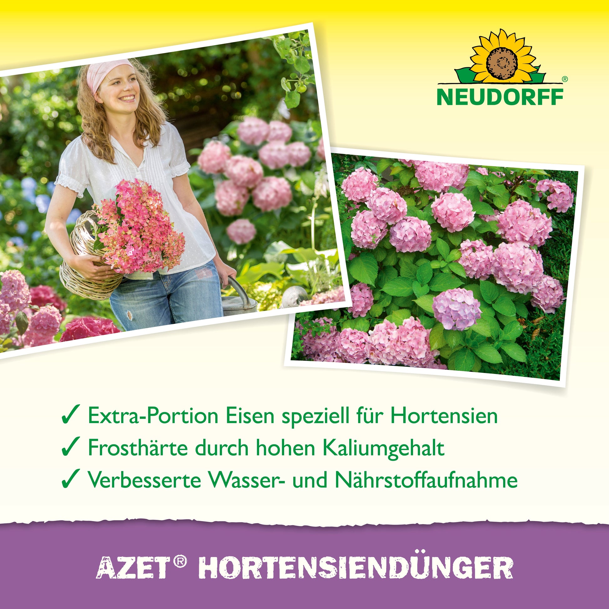Eine Frau hält einen Korb mit rosa Hortensien in einem Garten. In der Nähe sind blühende Hortensien zu sehen. Neudorff Shop's Azet HortensienDünger flüssig wird für den Anbau schöner, gesunder Blumen beworben.