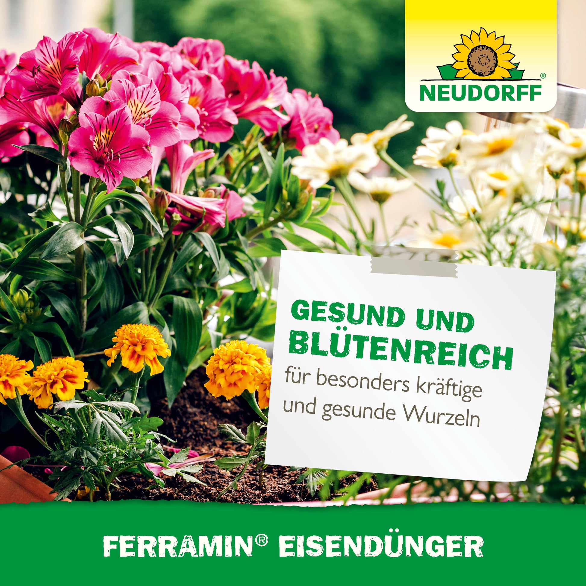 Ein Gartenbeet mit rosa und gelben Blüten trägt ein deutsches Schild, das gesundes Wachstum und starke Wurzeln fördert, mit dem Brandzeichen Ferramin Eisendünger von Neudorff Shop, das für die Bekämpfung von Stickstoffmangel bekannt ist.