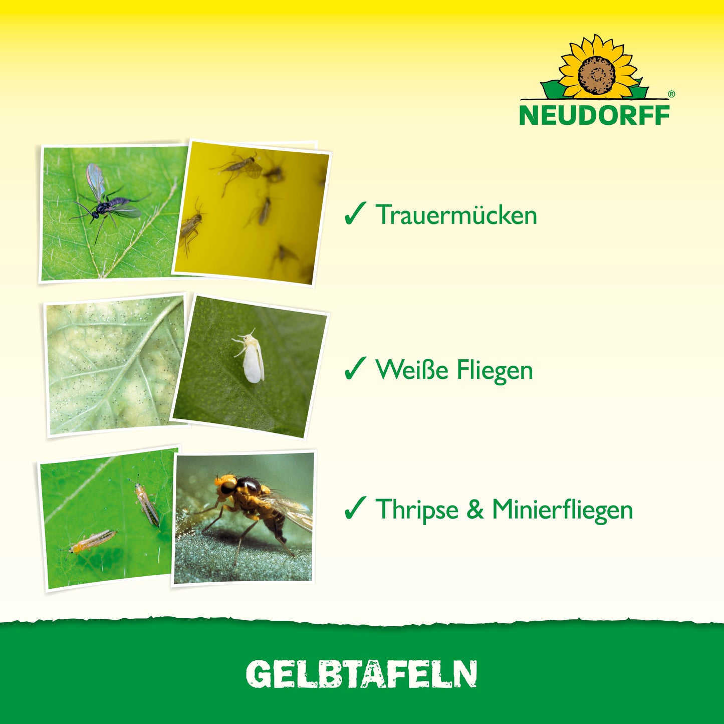 Eine Karte mit deutschen Etiketten und Häkchen zeigt Bilder von Trauermücken, Weißen Fliegen, Thripsen und Minierfliegen. Oben steht das Logo des Neudorff Shops, unten "Gelbtafeln (großformatig)" - ideal für den Einsatz im Gewächshaus.